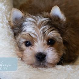 Teddy - Sable male Yorkshire Terrier puppy in Austin, Texas from H6 Yorkies