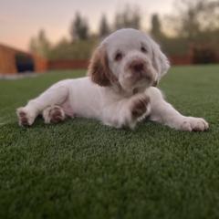 Clumber Spaniel Puppies from Creswick Clumber Spaniels