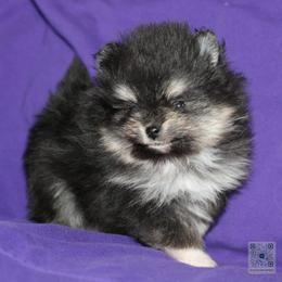 Bitty- tiny girl - Black and tan female Pomeranian puppy in Bremen, Indiana from AMS Pomeranians and Pomskies in Indiana