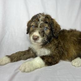 Boy 3 - Red male Aussiedoodle puppy in Alabama from SBA Aussies