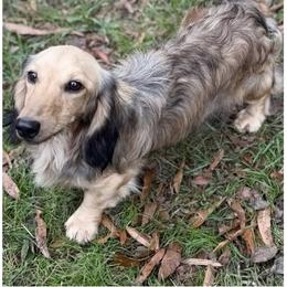 Smiley - Cream male Dachshund puppy in Lincoln, Arkansas from Red Dirt Dachshunds