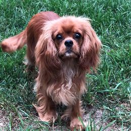 Cavalier King Charles Spaniel All Grown Up from Saranade Cavaliers