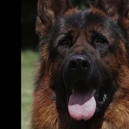 German Shepherds from Bridgette Murray