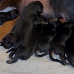Boy 1 - Black and rust male Rottweiler puppy in Grand Rapids, Michigan from Rott-Squad Kennels