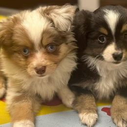Toy Australian Shepherds from Double R farms