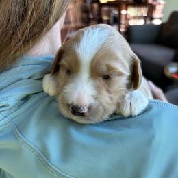 Girl 2 - Apricot female Goldendoodle puppy in Mattawan, Michigan from Doodifuldoods