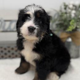 Miss Aspen - Tri-color female Bernedoodle puppy in Hegins, Pennsylvania from Bubbling Springs Doodles, LLC