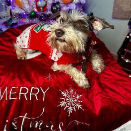 Ivy - Miniature Schnauzer