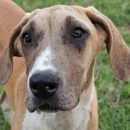 Aspen - Merle female Great Dane puppy in Cunningham, Kansas from Garden Grove Great Danes