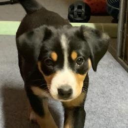 Entlebucher Mountain Dog puppies from Middle Fork Entlebuchers