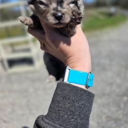 Boo - Blue merle female Pomeranian puppy in Chattanooga, Tennessee from Valley Poms