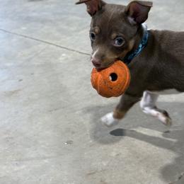 Rat Terrier Puppies from The Puppy Patch Rat Terriers