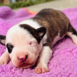 Rose - Red brindle female American Staffordshire Terrier puppy in Guilford County, North Carolina from Explicit Kennel