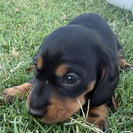 Balck and Tan girl - Black and tan female Dachshund puppy in Buckeye, Arizona from Ryder's Roundup