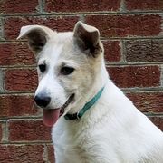 Canaan Dogs from Eastland Canaans
