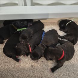 Lanny - Black male Staffordshire Bull Terrier puppy in Georgetown, Texas from Bruhaus Kennels