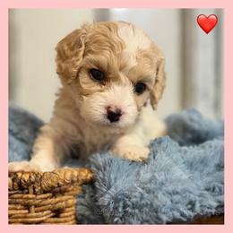 Boy 1 - Blenheim male Cavachon puppy in Smoot, Wyoming from Designer Mountain Mutts
