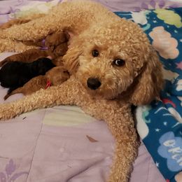 Hazel - Cavapoo