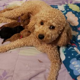 Hazel - Cavapoo