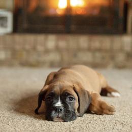 Curtis Loew - Fawn male Boxer puppy in Georgia from Stephanie’s Boxers