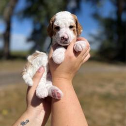 Ariat - Parti male Poodle puppy in Ault, Colorado from The Peaks Premium Poodles
