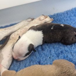 American Staffordshire Terrier Puppies from Buckeye Amstaffs