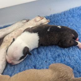 American Staffordshire Terrier Puppies from Buckeye Amstaffs