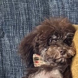 Julius - Aussiedoodle