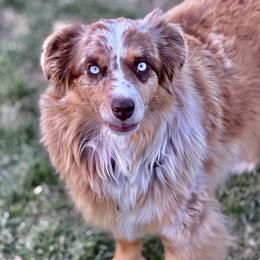 Maizee - Miniature Australian Shepherd