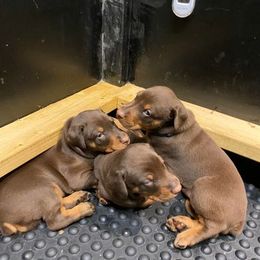 Doberman Pinscher Puppies from Kiziah Dobermans