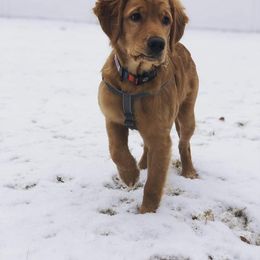 Golden Retriever Puppies from Bella’s Golden Pups