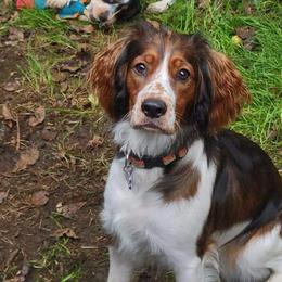 M - English Springer Spaniel