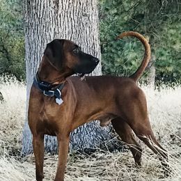 Pick - Redbone Coonhound