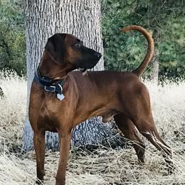 Pick - Redbone Coonhound