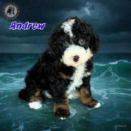 Andrew - Tri-color male Bernedoodle puppy in Banner Elk, North Carolina from Walnut Tree Bernedoodles