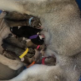 Siberian Husky Puppies from Alexandra's Siberian Huskies