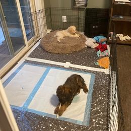 Poodle Puppies from Barlow’s Poodles and  Doodles