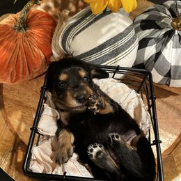 Girl 3 - Black and tan Dachshund puppy in Alpine, California from Christie's Doxies