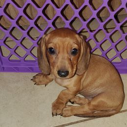 Girl 2 - Dachshund puppy in Buckeye, Arizona from AZ Dachshund Proud