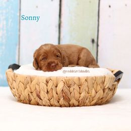 Sonny - Caramel red male Australian Labradoodle puppy in Hurricane, Utah from Red Desert Doodles