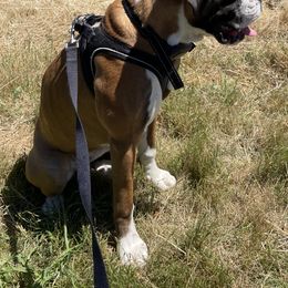 Boxer Puppies from Von Royal Dell'Infinite Deutscher