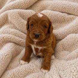 Boy 2 - Red  male Goldendoodle puppy in Sacramento, Utah from Little legacy doodles