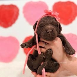 Camellia - Chocolate female Goldendoodle puppy in Dallas County, Texas from Dream A Little Doodle