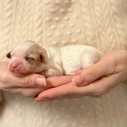 Boy 2 - White male Cavapoo puppy in Kalamazoo, Michigan from Sleeping Bear Kennels