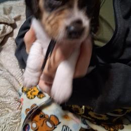 Snoopy - Blue tan and white male Beagle puppy in East Providence, Rhode Island from Amanda's Beagles