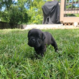 Blue collar male - Chestnut brindle male Cane Corso puppy in Westerville, Ohio from Elite Empire Cane Corso