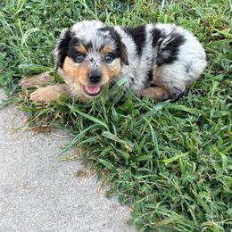 Pepper - Blue merle female Miniature Australian Shepherd puppy in Friend, Nebraska from Mid-Plains Mini Aussies
