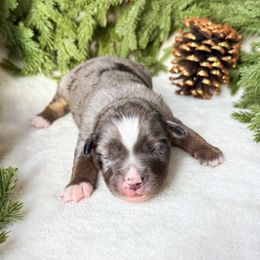 Cypress - Blue merle male Miniature American Shepherd puppy in Idaho Falls, Idaho from Sugartop Minis