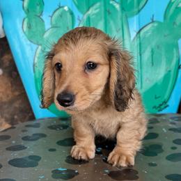 Sonny - Cream male Dachshund puppy in Hawley, Texas from Foxy’s Dachshunds & Toy Aussies