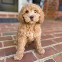 Australian Labradoodle Puppies from Berrybrook Doodles